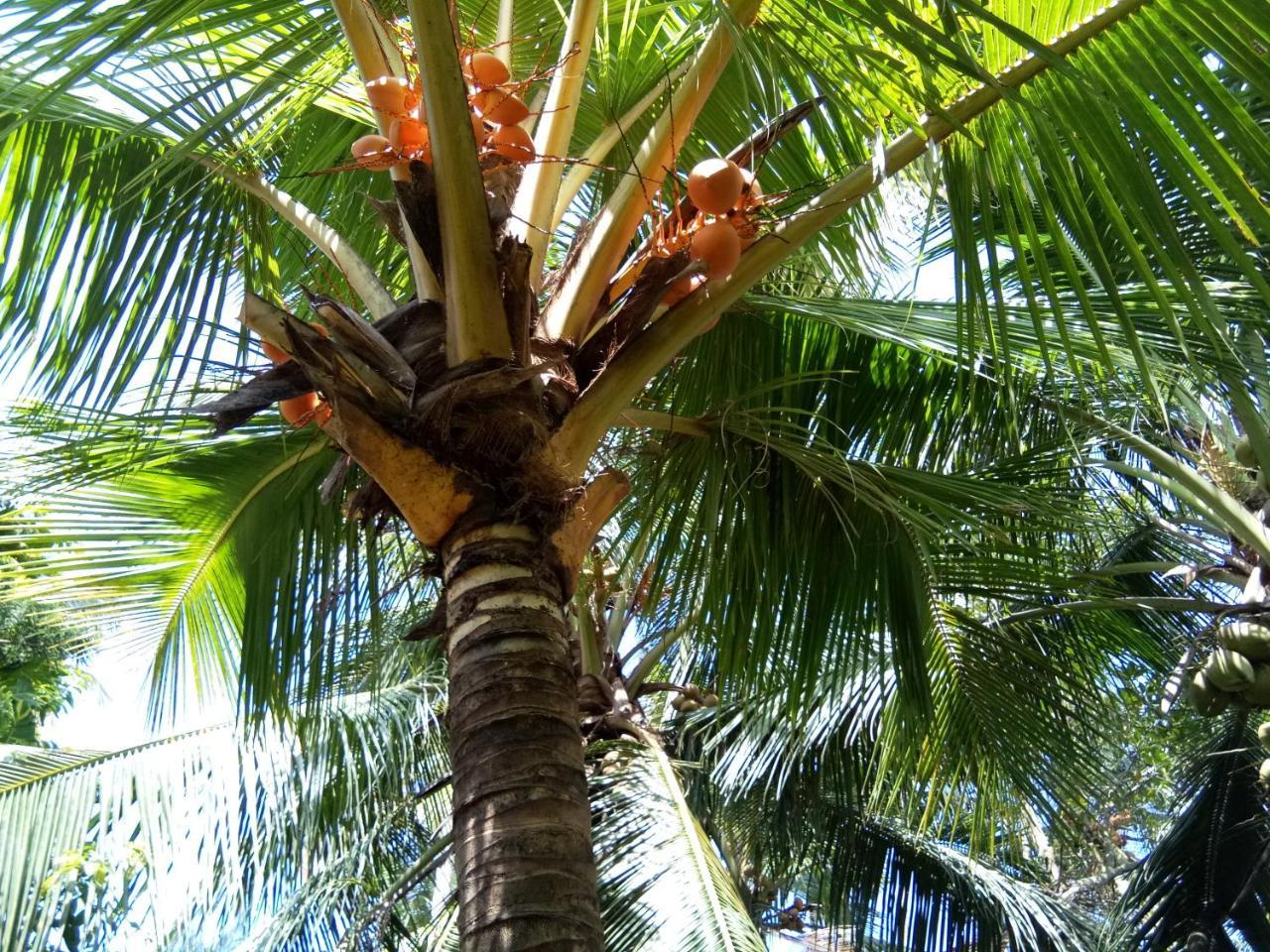 Ferienwohnung Coconut Grove Kochi Exterior foto
